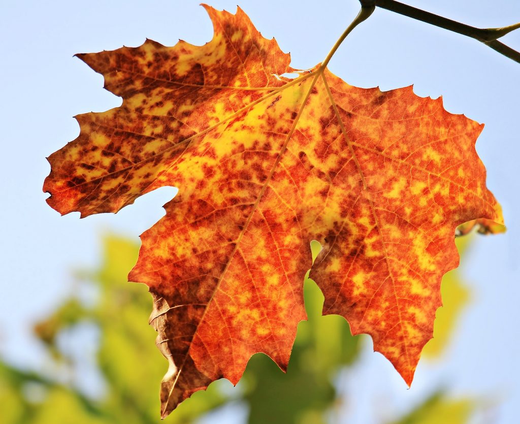 autumn-1638473_1920